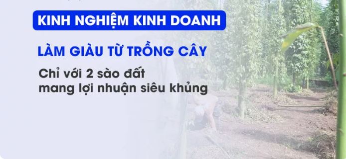 Có 2 sào đất thì nên trồng loại cây gì thu lợi nhuận khủng?
